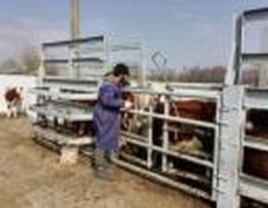 Округлое образование в легких. Единичное образование в легком. Объемное образование легкого s34. Единичное образование в легком. Единичное образование в легком.